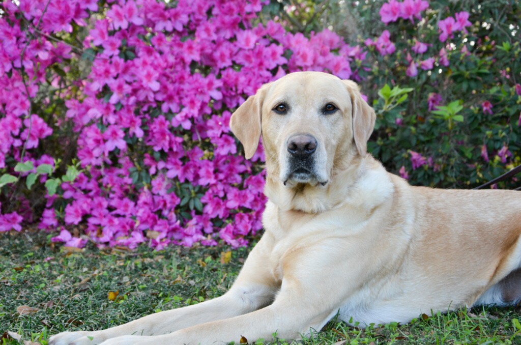 Yellow lab in front of azaleas